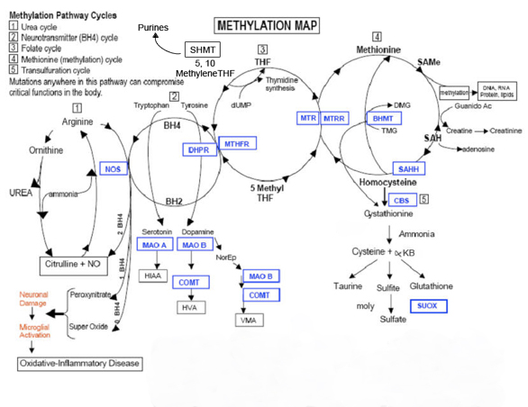 methylation_pathway1