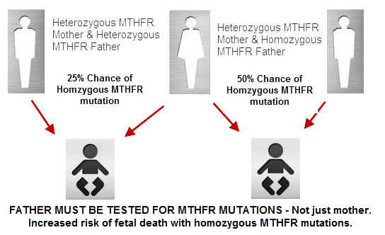 mthfr-mutations-pregnancy